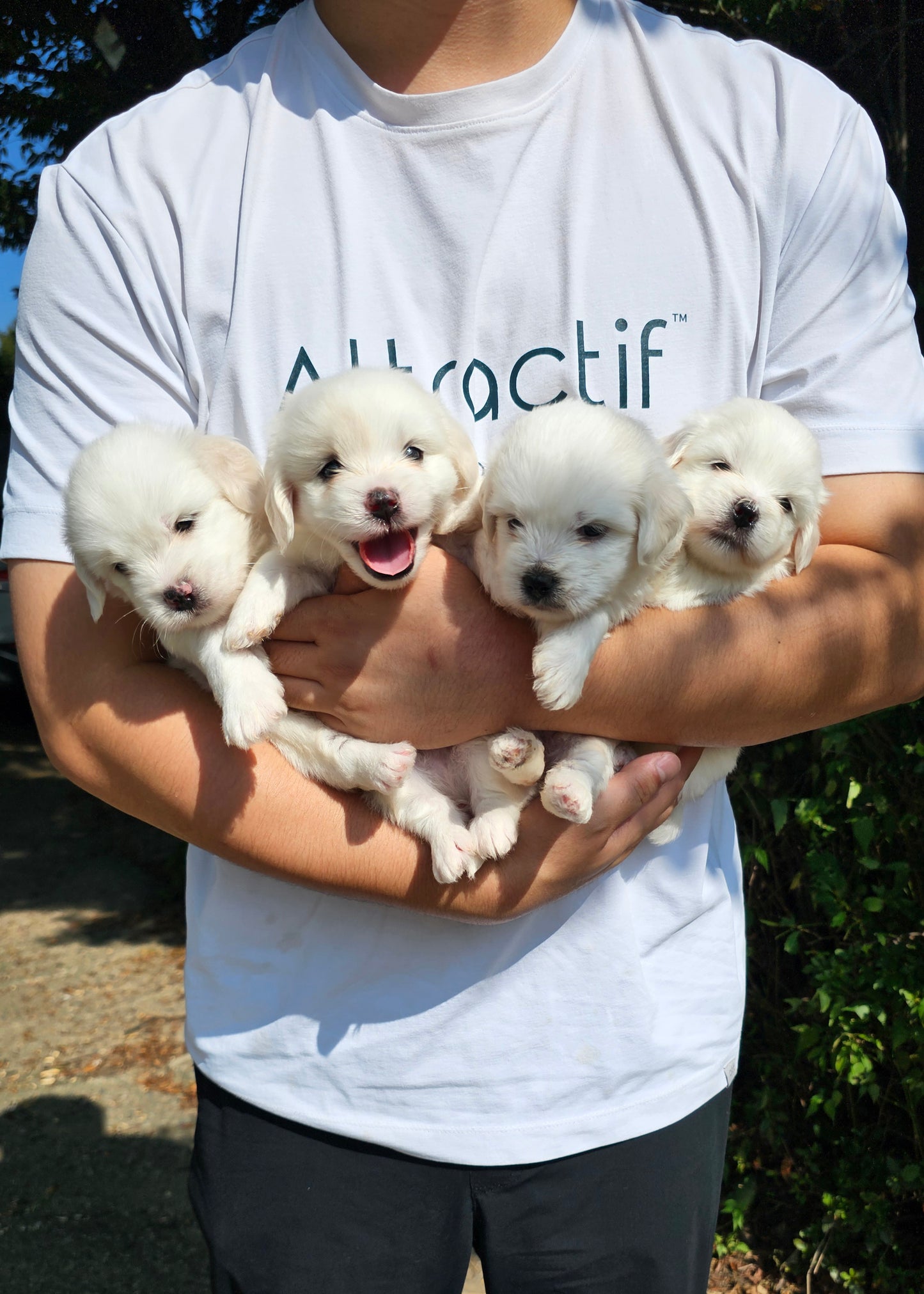 아기 꼬똥 4남매 (Baby Coton de Tulear 4 siblings)