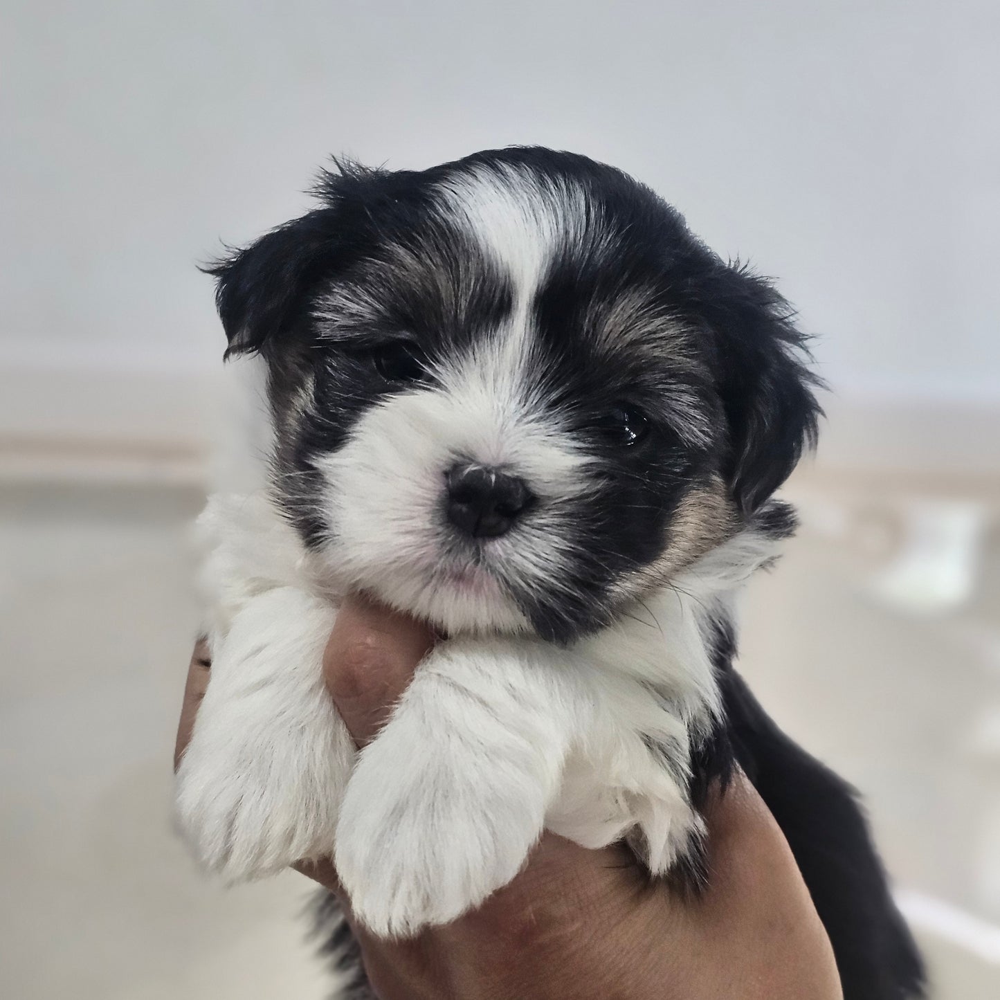 코코 (COCO)