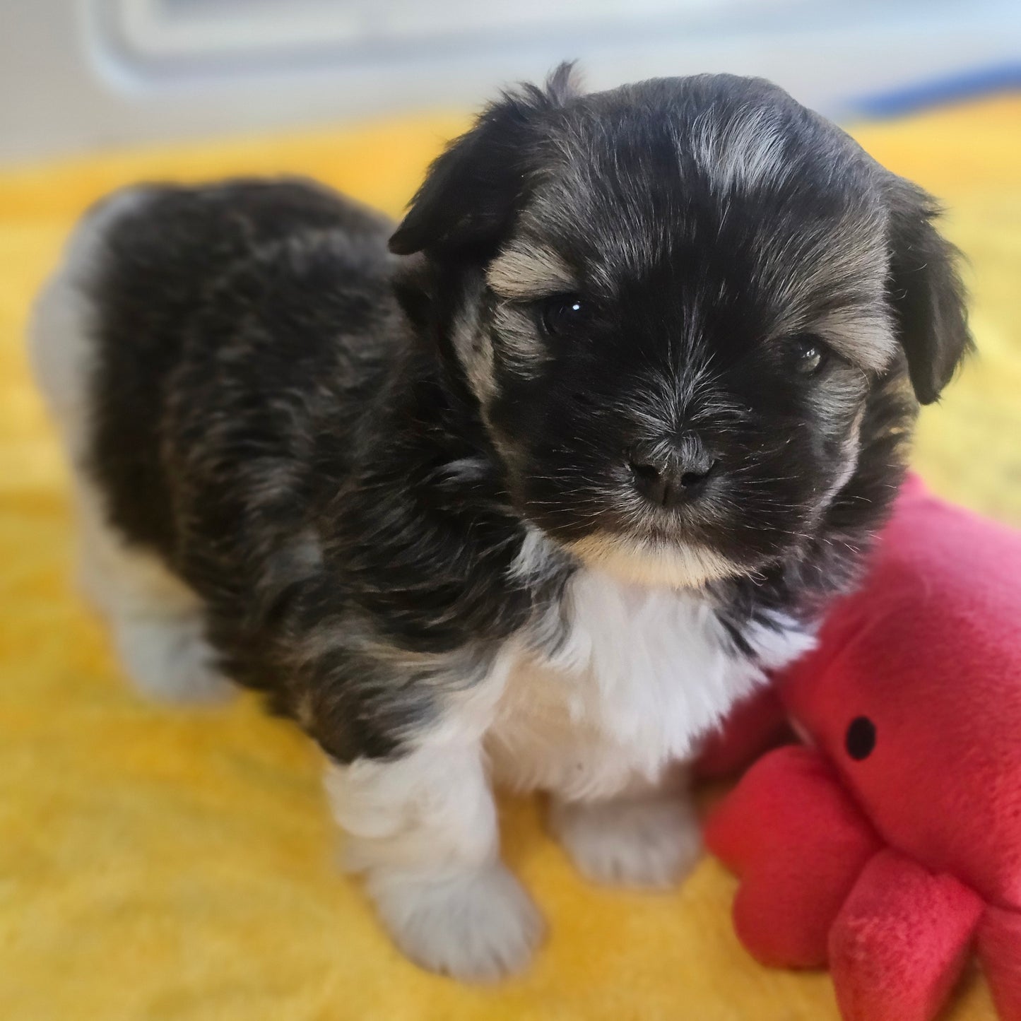 로랑 (LAURENT) 🌟