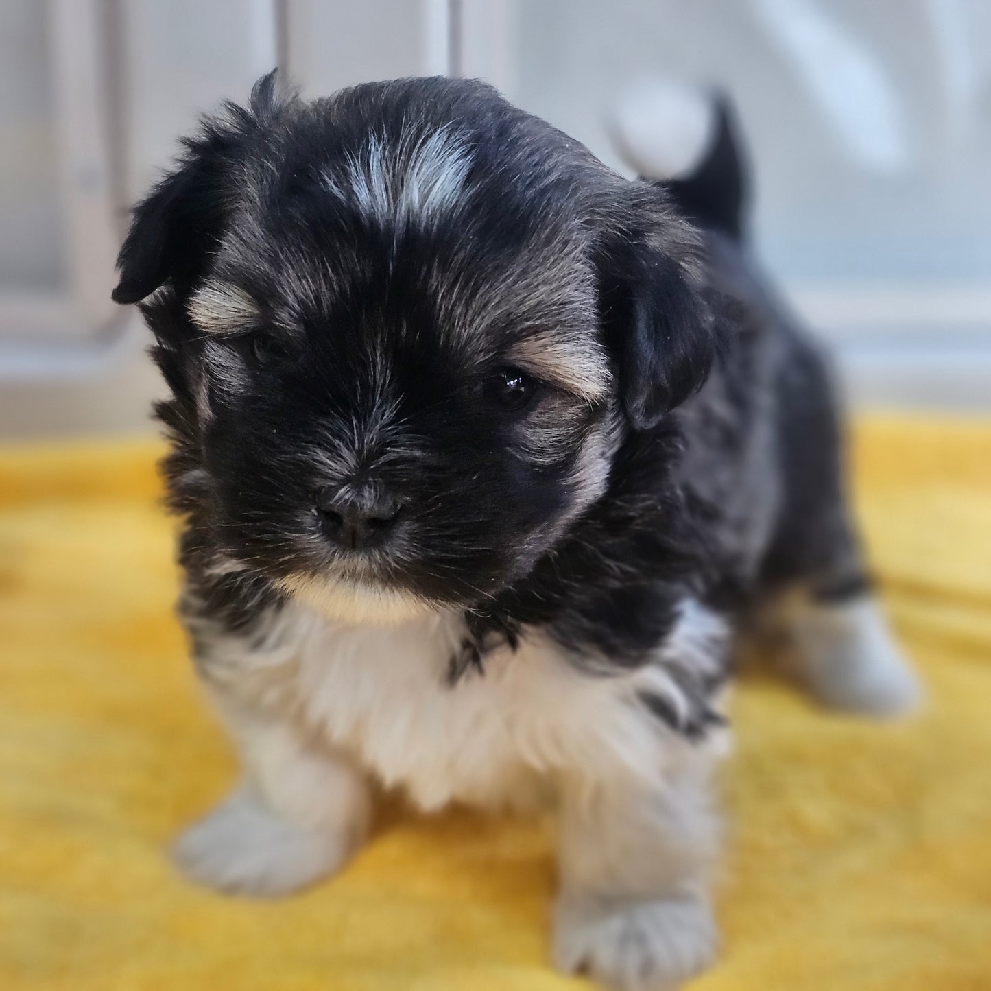 로랑 (LAURENT) 🌟