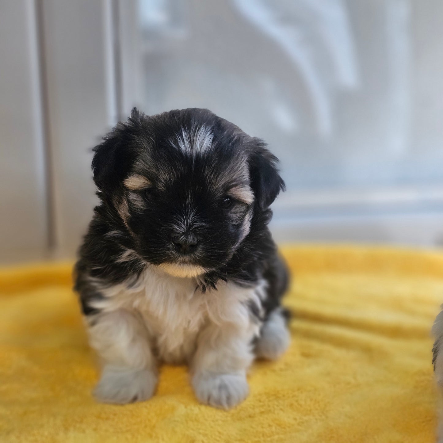 로랑 (LAURENT) 🌟