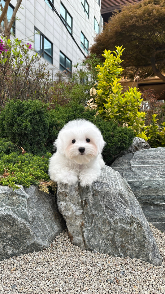 데이지 (DAISY)🧡