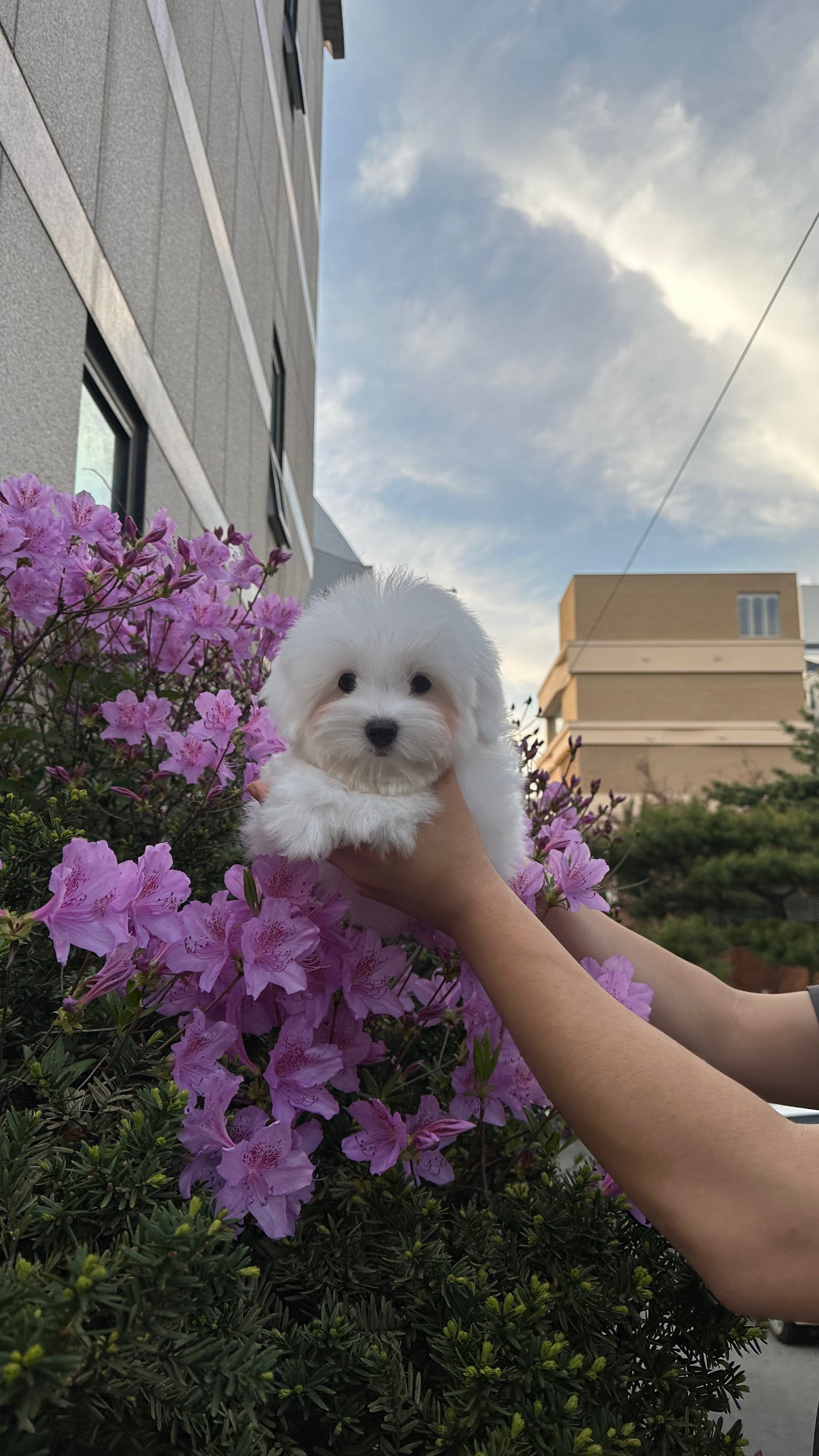 데이지 (DAISY)🧡
