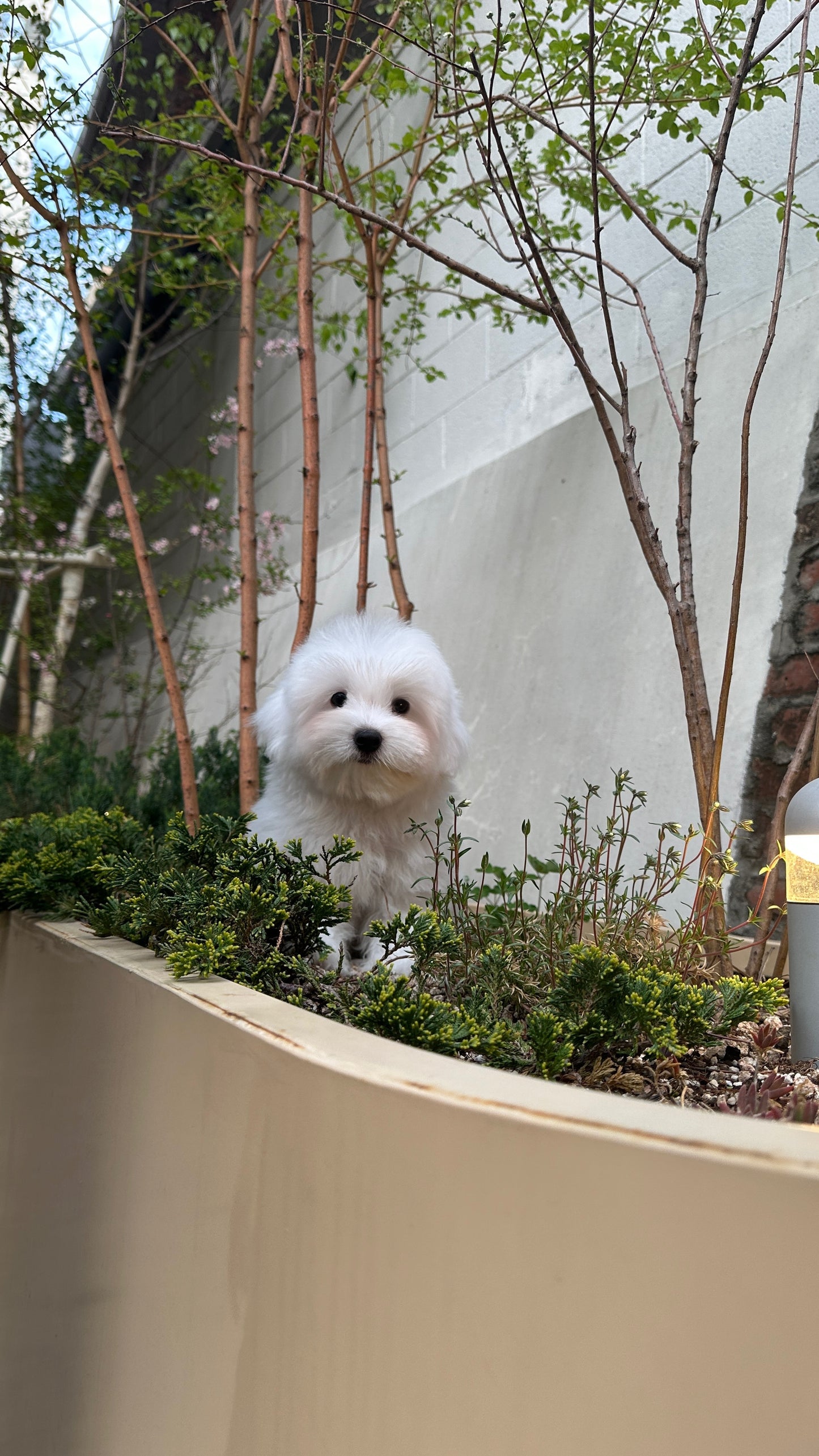 데이지 (DAISY)🧡