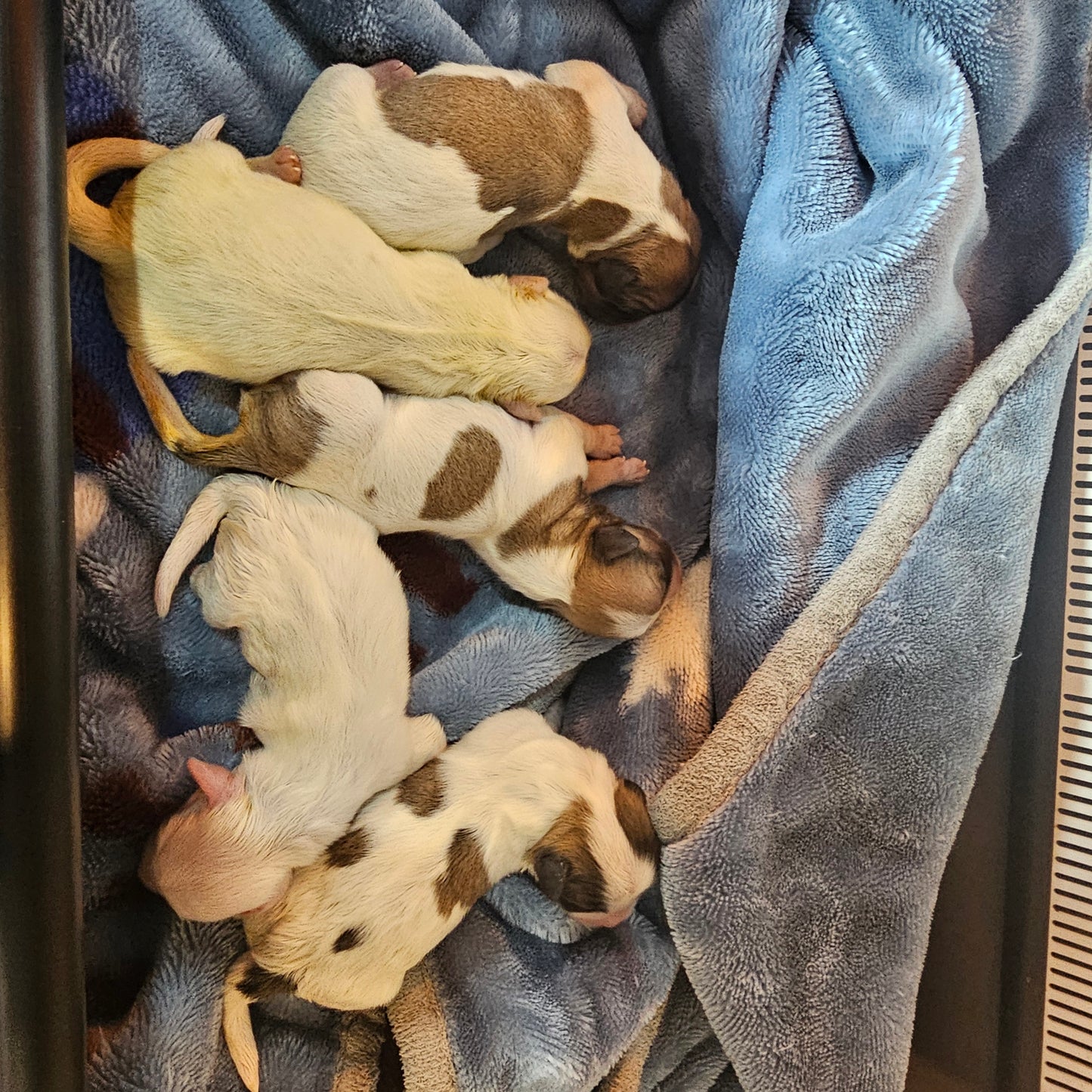 BABY COTON DE TULEAR (예약만 가능)