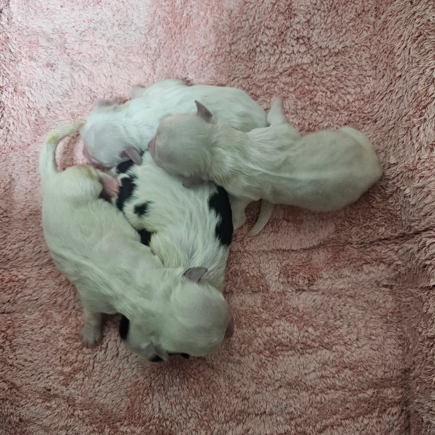 BABY COTON DE TULEAR (예약만 가능)