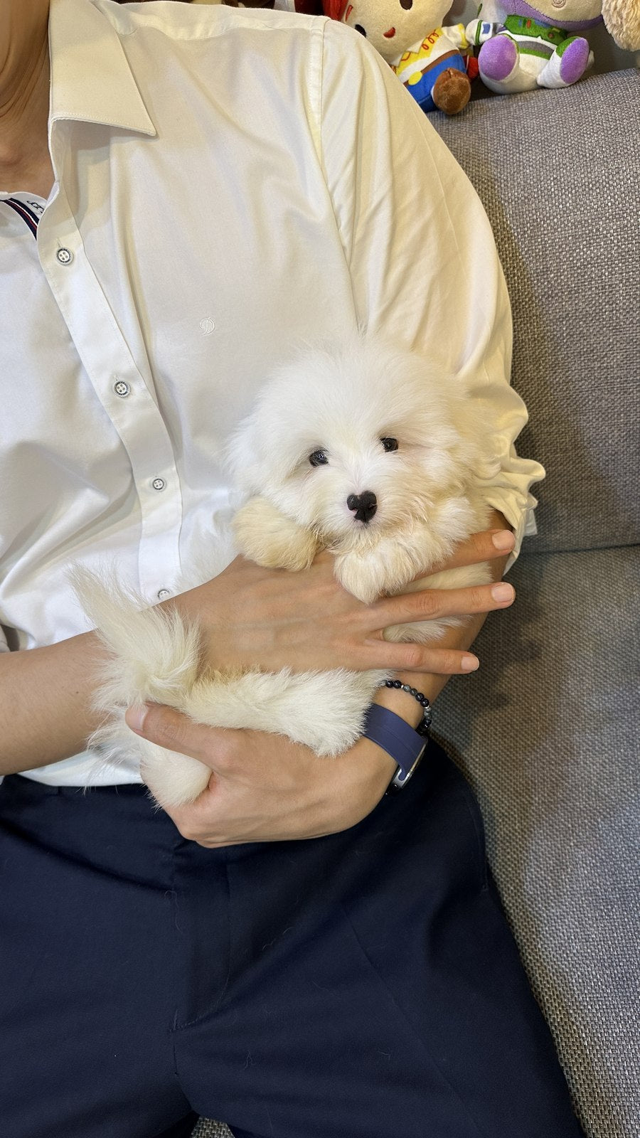 꼬똥 드 툴레아 남아 지우
