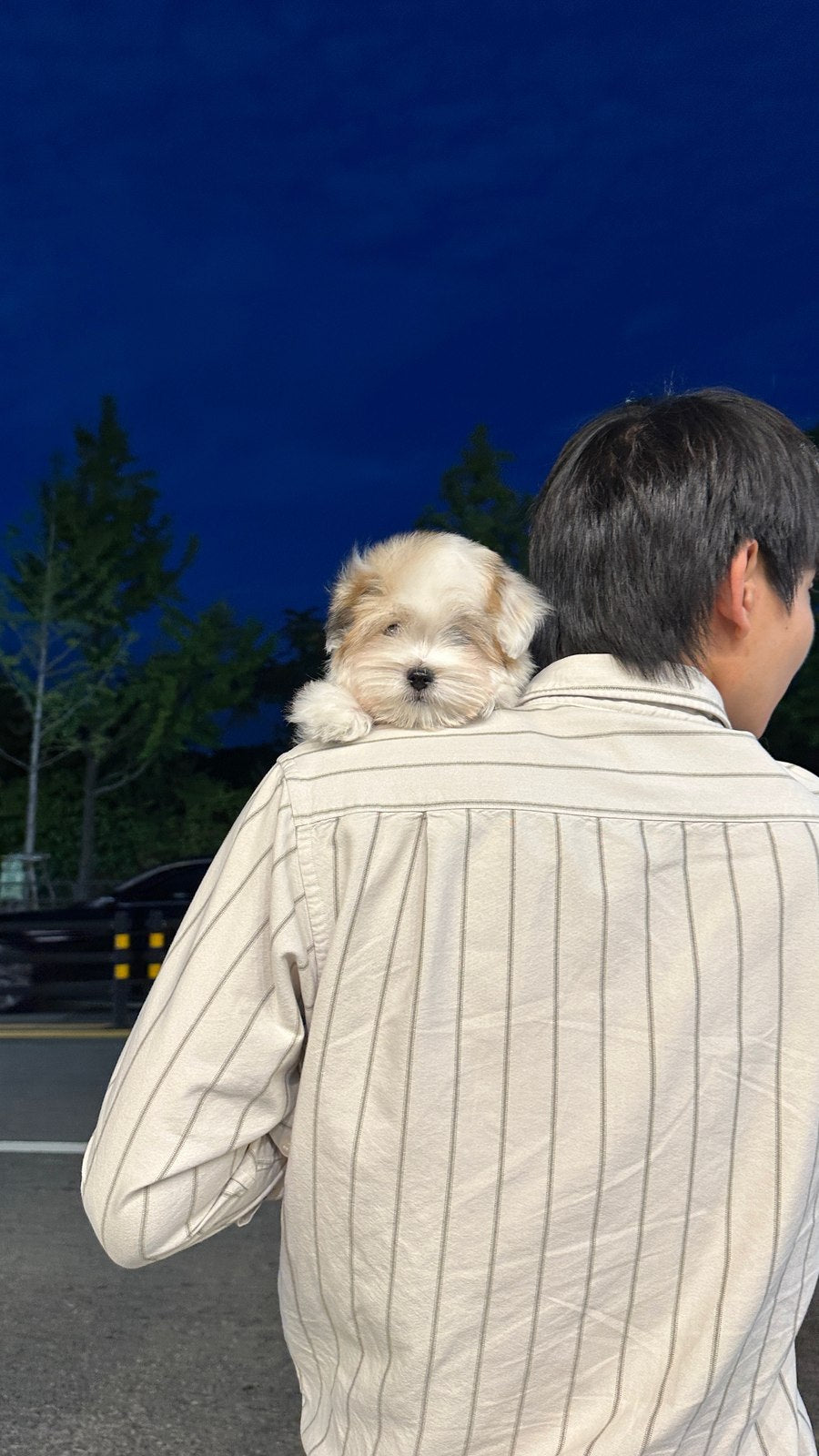 꼬똥 드 툴레아 남아 편지