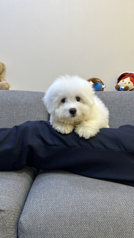 꼬똥 드 툴레아 남아 시우