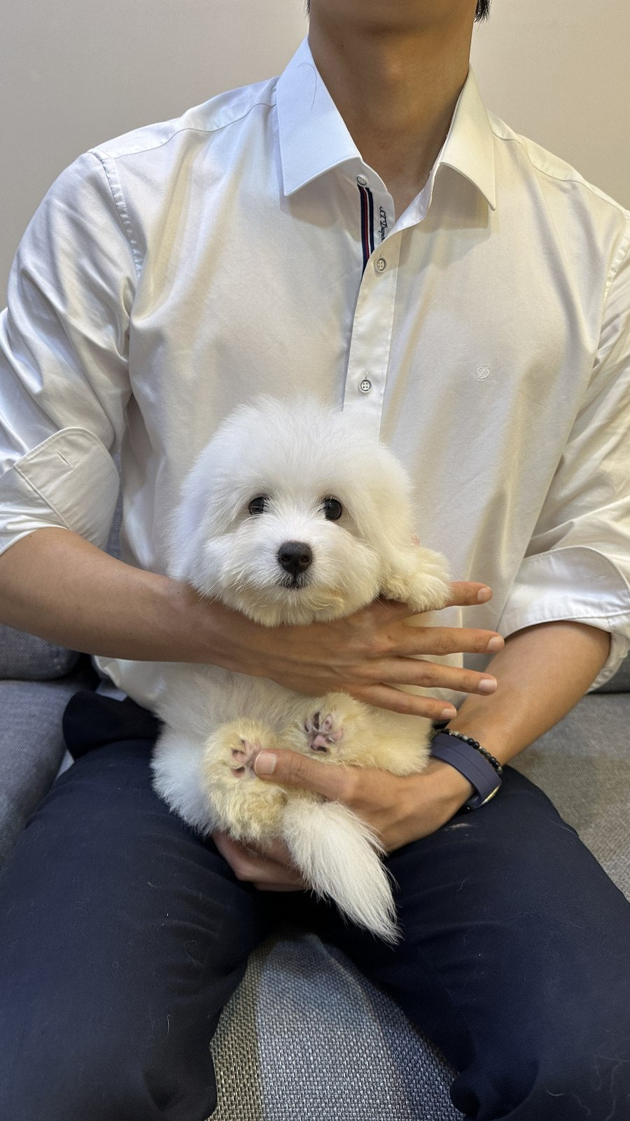 꼬똥 드 툴레아 남아 시우